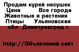 Продам курей несушек › Цена ­ 350 - Все города Животные и растения » Птицы   . Ульяновская обл.,Димитровград г.